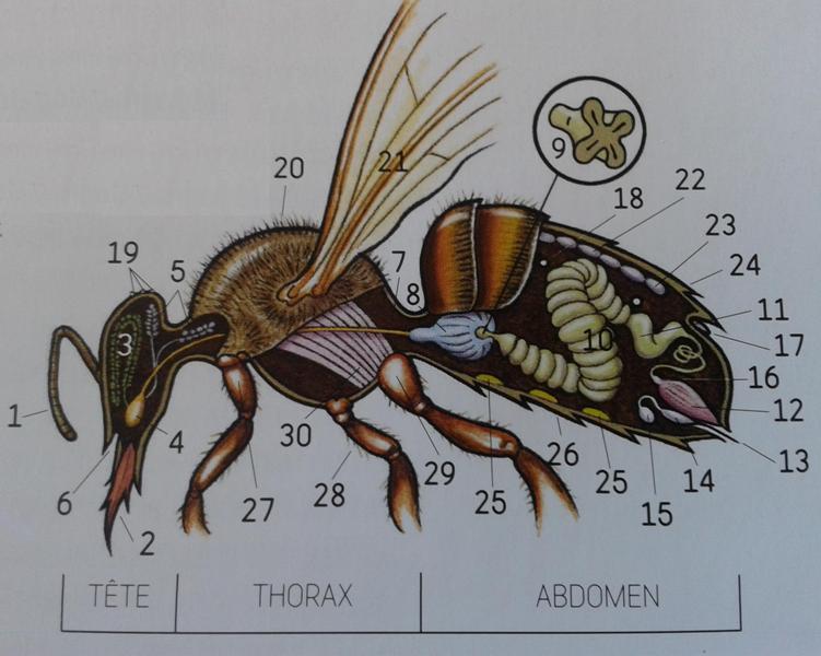 corps abeille