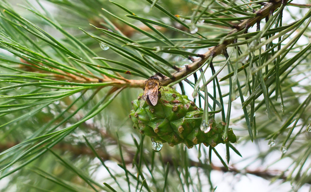 Utilisation et vertus du miel de sapin - Domaine Apicole de Chezelles