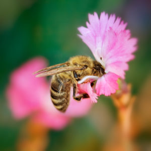 Butineuse dans une fleur rose