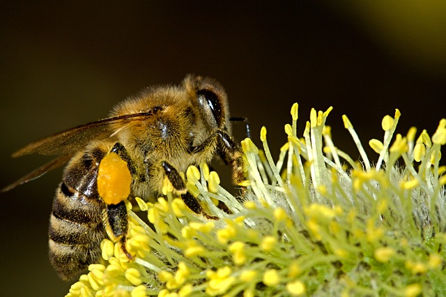 abeile récoltant du pollen