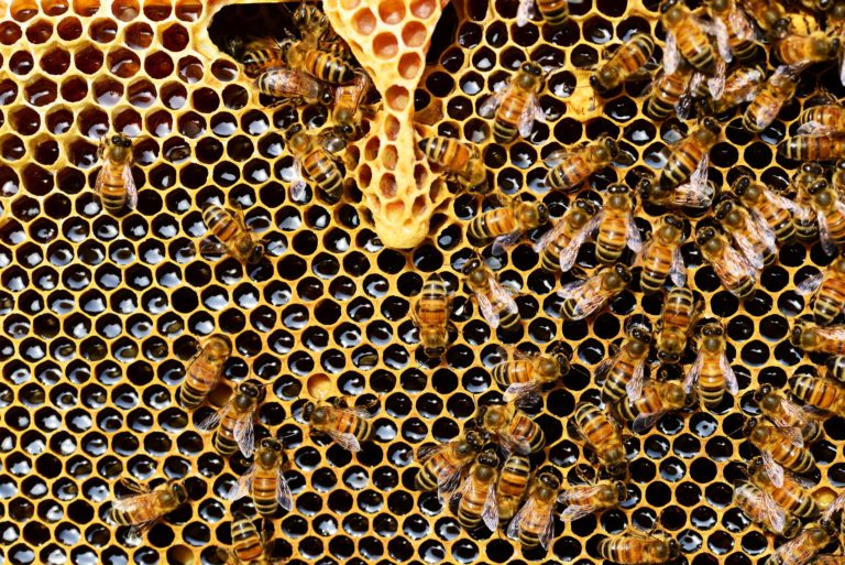miel et organisme