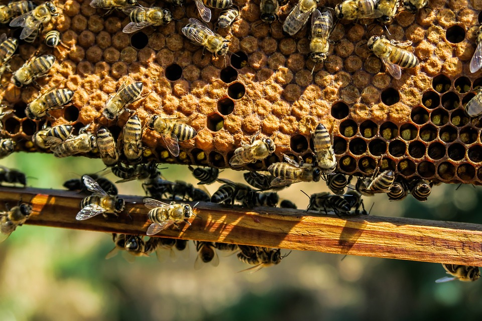 Comment se reproduisent les abeilles La reproduction des abeilles