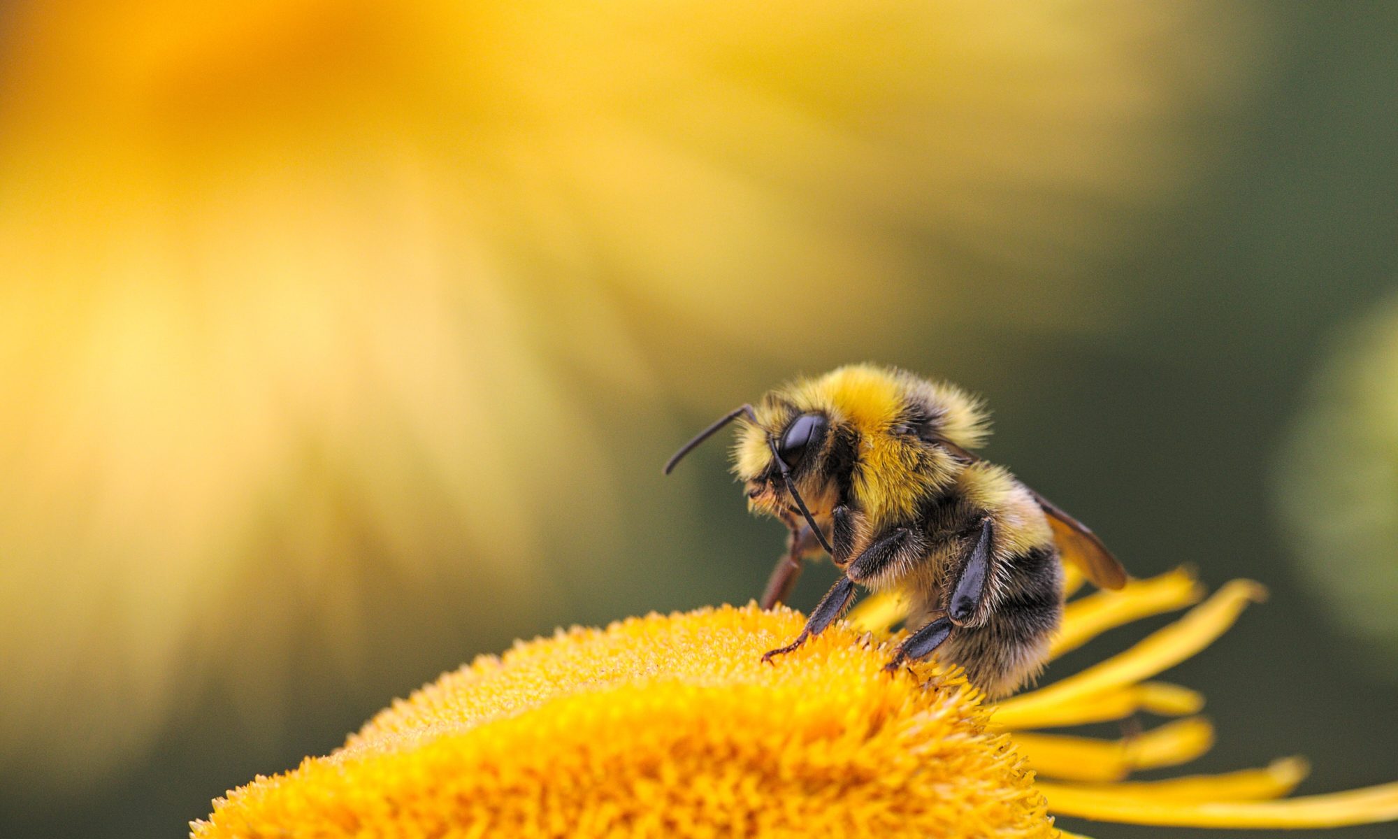 abeille sur une fleur