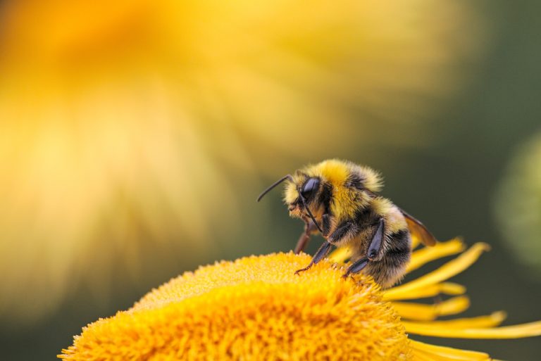Abeille Solitaire Qu'est-ce qu'une abeille solitaire ? - Domaine de Chezelles