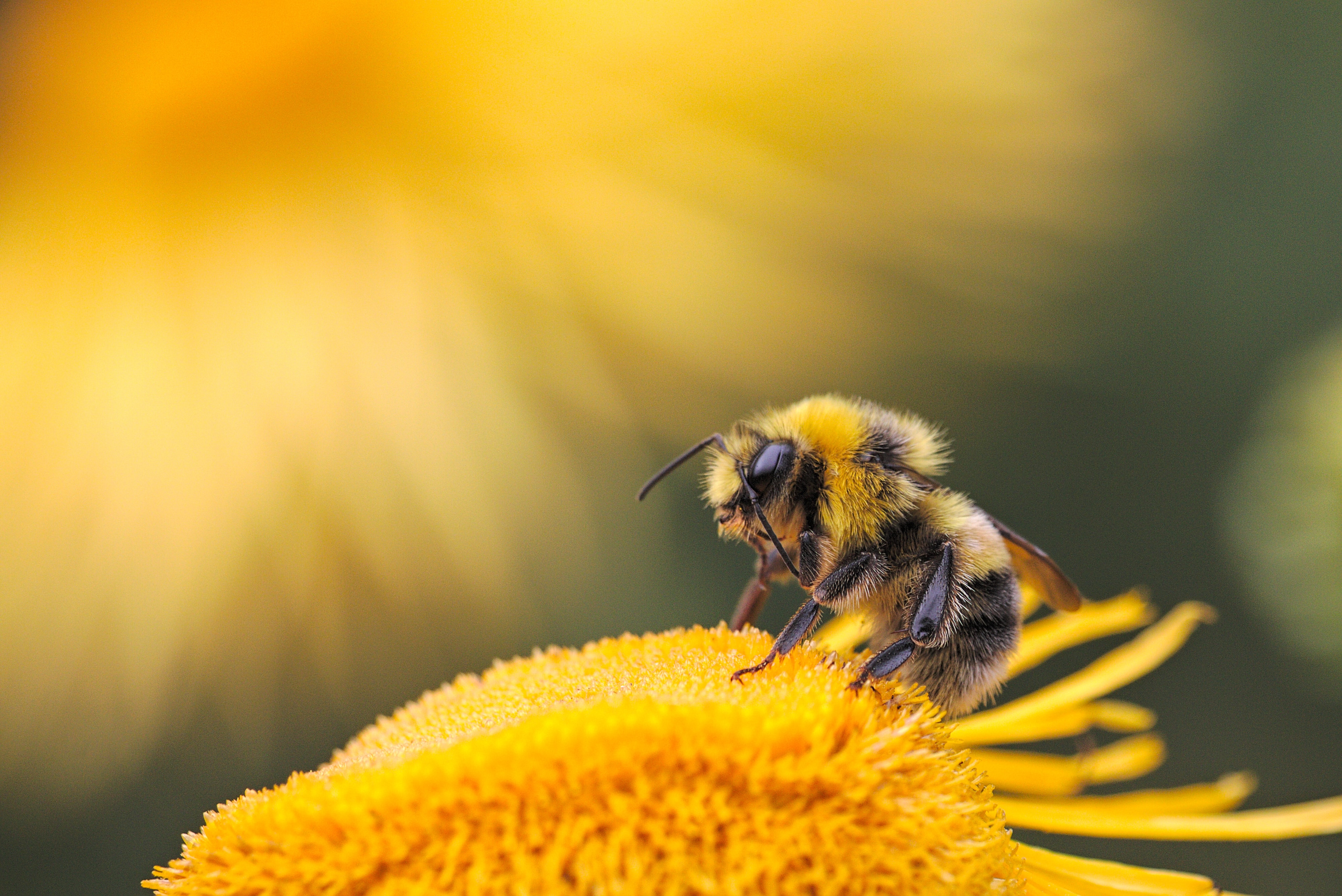 abeille sur une fleur