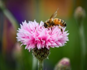 Abeille qui collecte du pollen