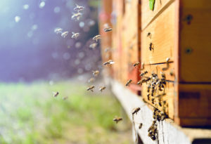 Abeilles entrant dans la ruche