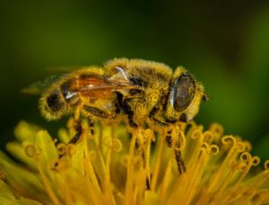 Abeille qui butine pour récolter le nectar