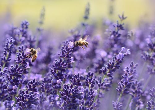 Abeilles butinant des fleurs de lavande