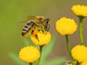 abeille butinant une fleur jaune