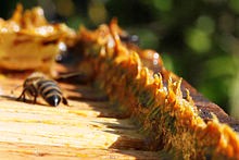 Les bienfaits des produits de la ruche : la propolis 