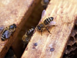 abeilles ouvrieres dans la ruche