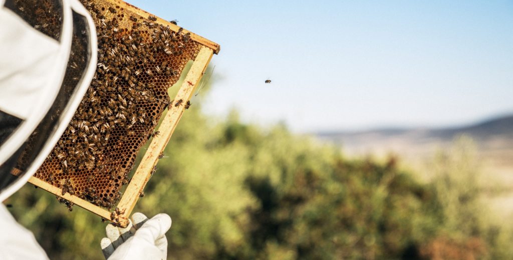 Apiculteur observant ses abeilles