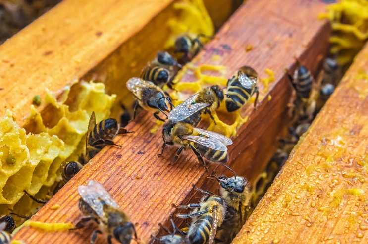 Abeilles dans la ruche