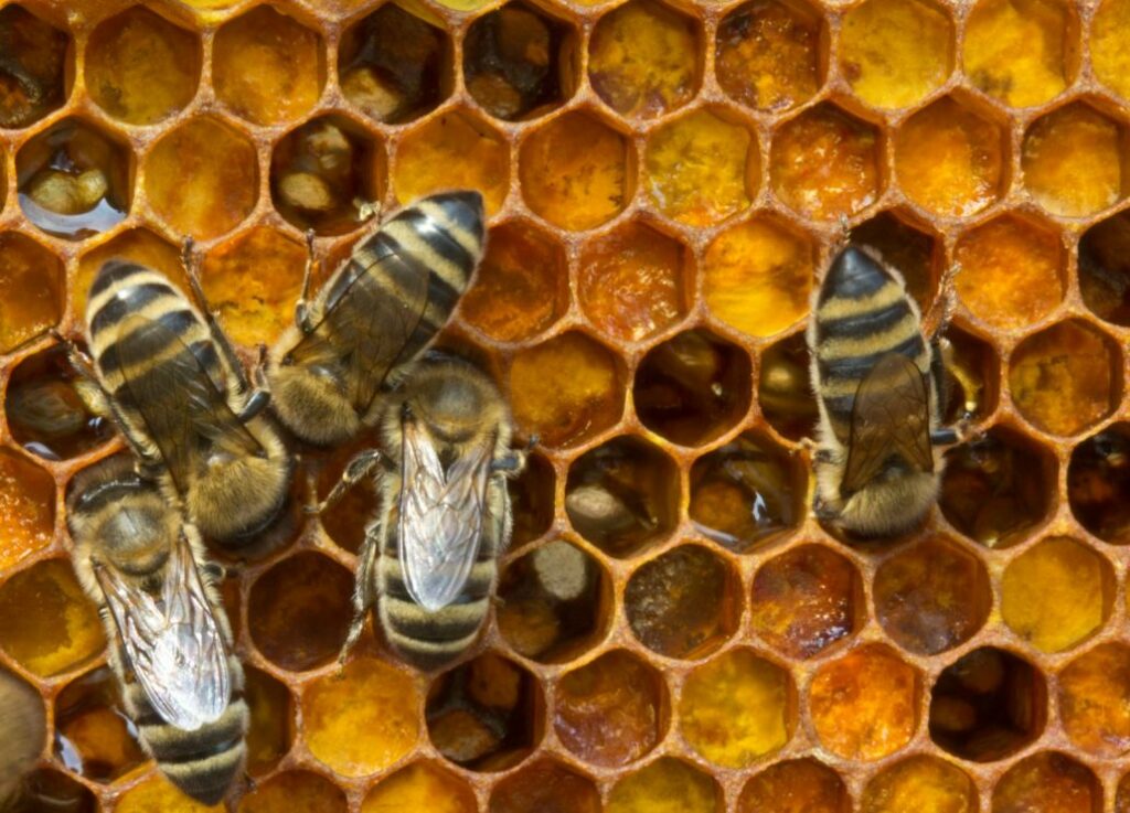 Les abeilles au travail