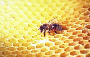 La propolis