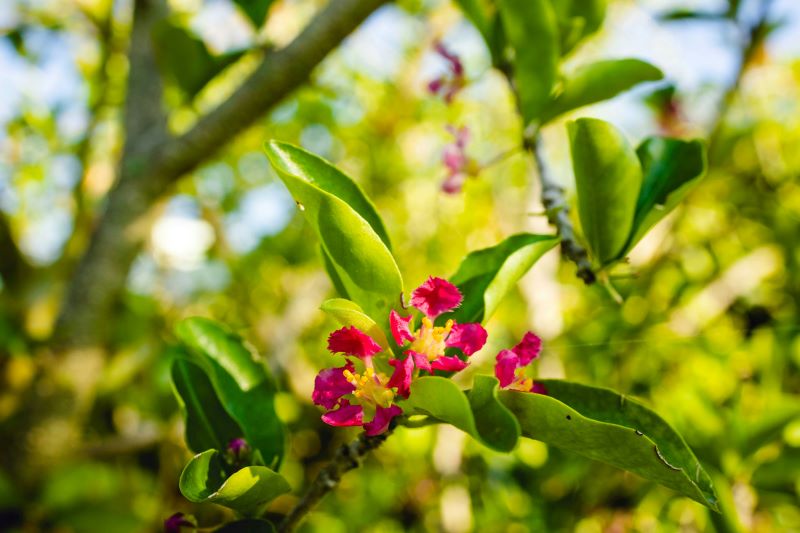 acerola-bienfaits