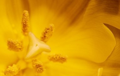 Fleur jaune avec du pollen