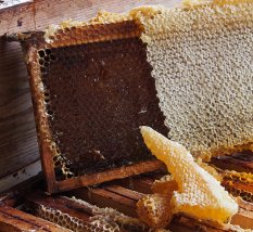 Miel naturel du Domaine Apicole de Chezelles