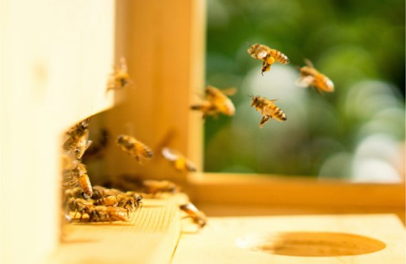 abeille
