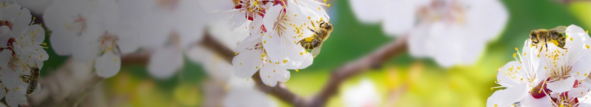 Les compléments naturels du domaine apicole de chezelles