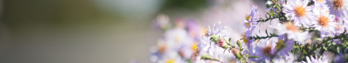 Les cosmétiques à base de produits de la ruche