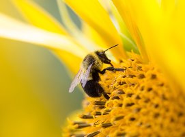 Pollen